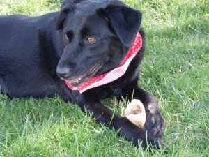 Roxy, age 6 (almost), 4/5/09